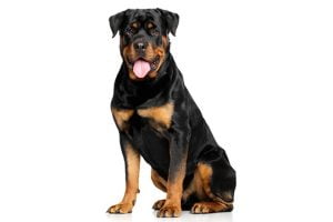race rottweiler