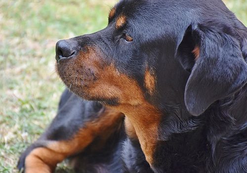 rottweiler caractère
