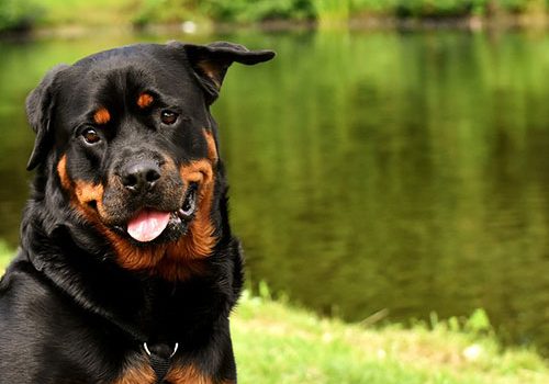 rottweiler education