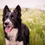 Un Border Collie