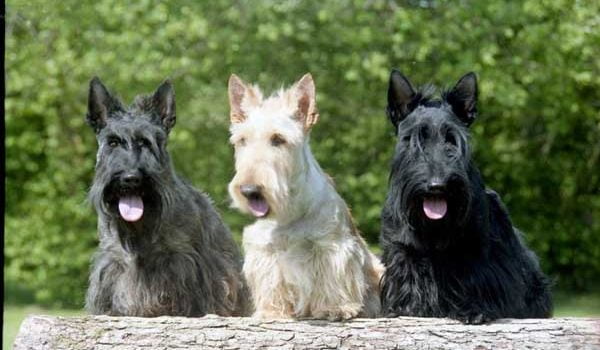 Scottish Terrier