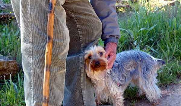 Un sénior avec un chien