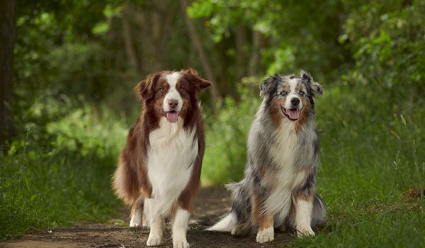 2 chiens berger australien