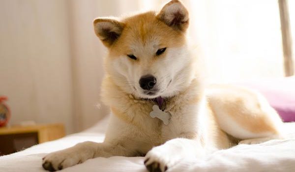 Les maladies de l'akita Inu
