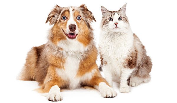 berger australien avec un chat