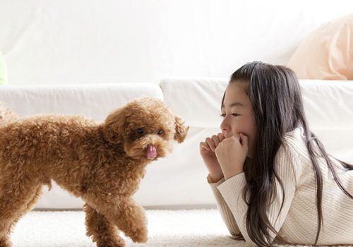 Caniche Toy Education Caractere Sante Prix Et Budget
