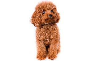 Caniche Toy éducation Caractère Santé Prix Et Budget