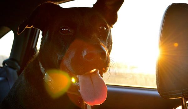 Chien dans une voiture au soleil