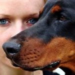 Le stress est communicatif chez le chien