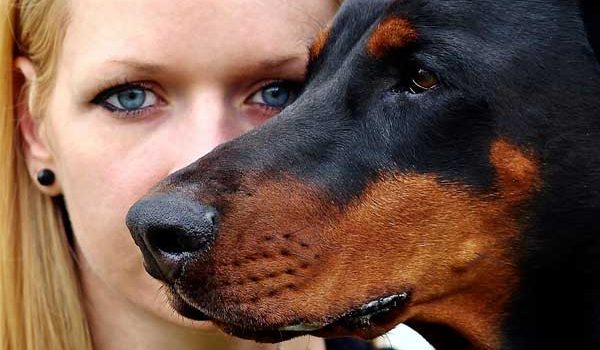 Le stress est communicatif chez le chien