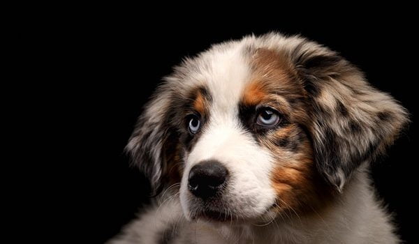 chiot berger australien de 4 mois