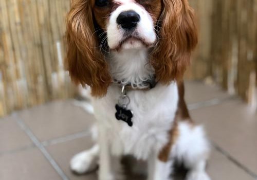 Cavalier King Charles mignon