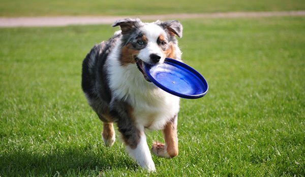 berger australien qui joue au frisbee