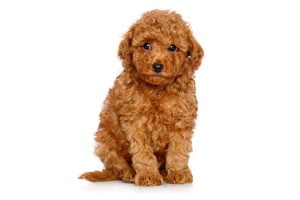 Goldendoodle ducation caract re sant prix budget