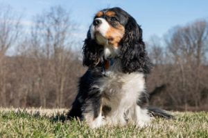 La race du Cavalier King Charles