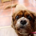 Un regard attendrissant de chien