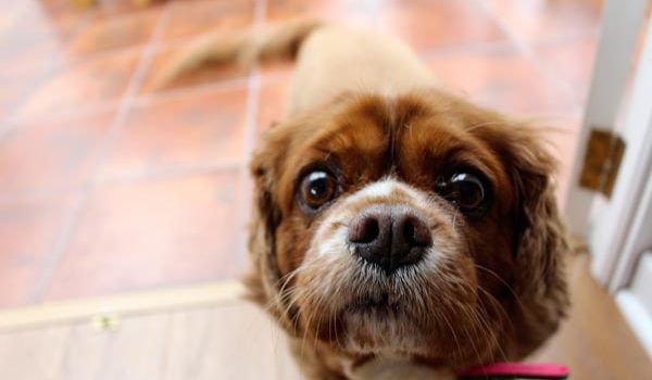 Un regard attendrissant de chien
