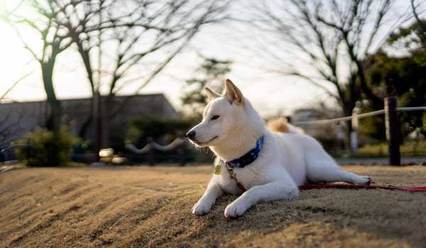 Shiba Blanc