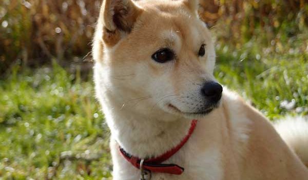 Les maladies génétiques du Shiba Inu