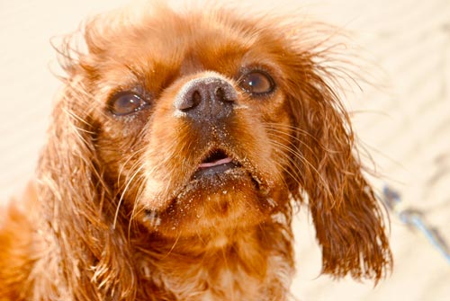 tête d'un cavalier King charles Rubis