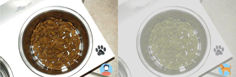 Vision de croquettes par un chien