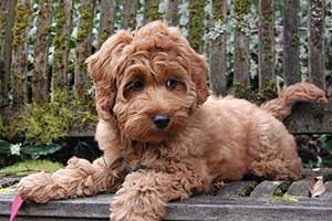 Labradoodle