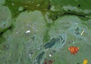 Algues bleues