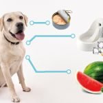 Bien hydrater son chien