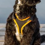 Choisir le harnais de son chien