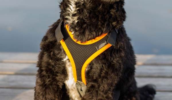 Choisir le harnais de son chien