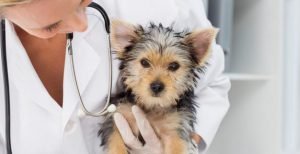 Comparateur de mutuelle pour chien