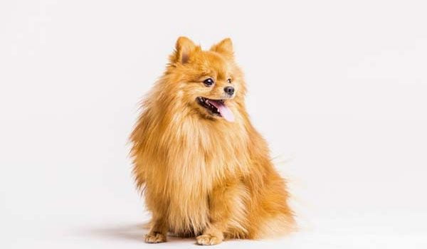 Loulou de Poméranie