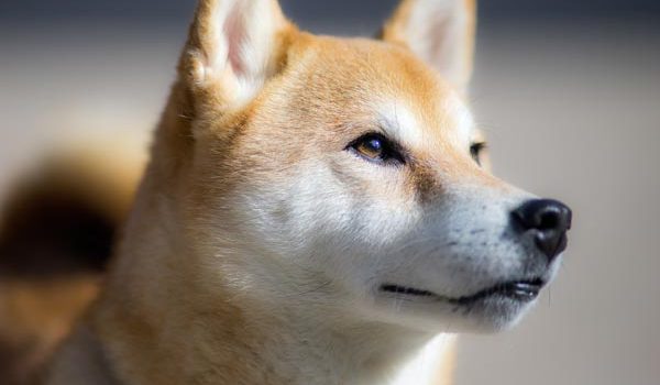 Quel Poids Fait Un Shiba Inu Toutoupourlechiencom