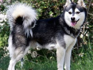 Alaskan Klee Kai
