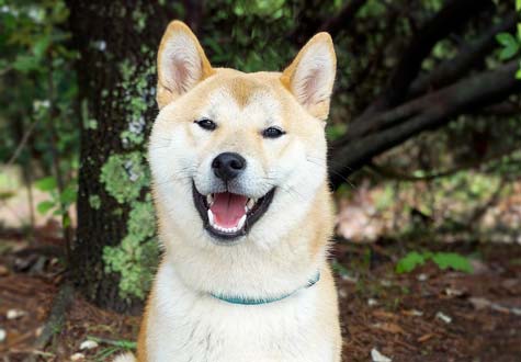 Groupe de l'akita Inu