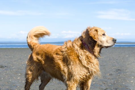 Le groupe du Golden Retriever