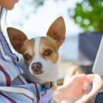 Applications mobiles pour propriétaires de chien