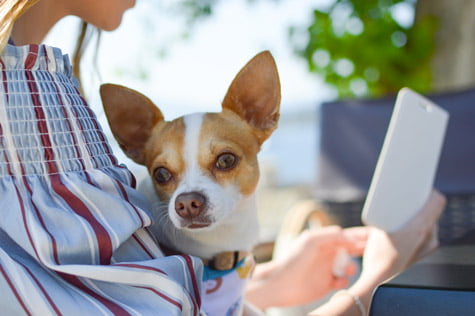 7 Applications Mobiles Pour Les Propriétaires De Chien