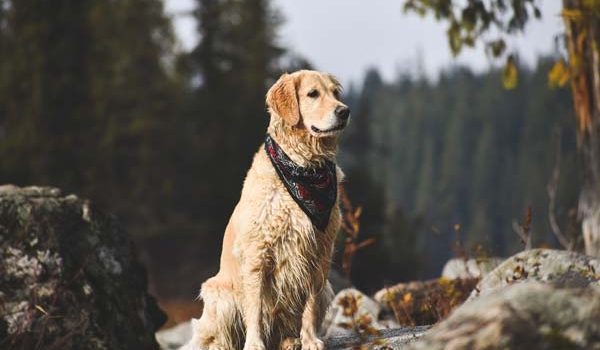 Beau Golden Retriever