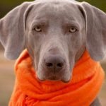 La bronchite chez le chien