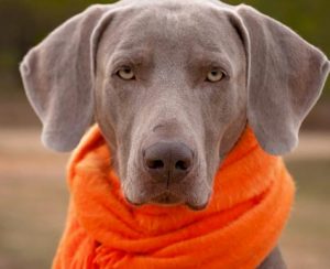 La bronchite chez le chien