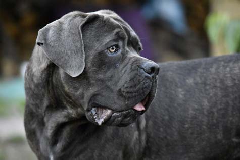 Quelle Est La Meilleure Alimentation Pour Cane Corso