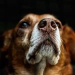 comment l'homme altère le cerveau canin