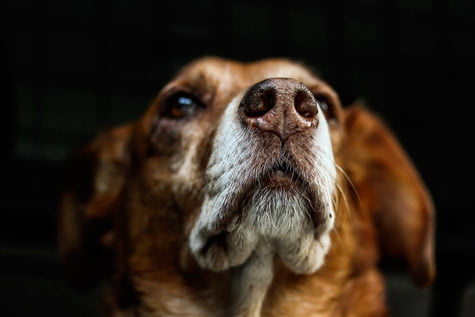comment l'homme altère le cerveau canin