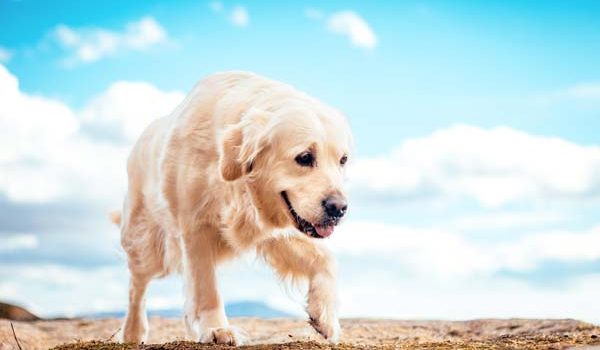 chien golden retriever