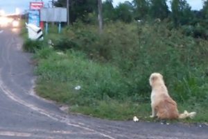 Un chien qui attend