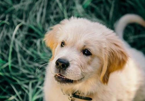 Chiot Golden Retriever