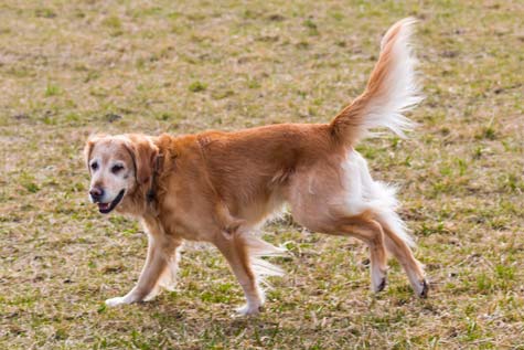 L Esperance De Vie Du Golden Retriever Toutoupourlechien Com