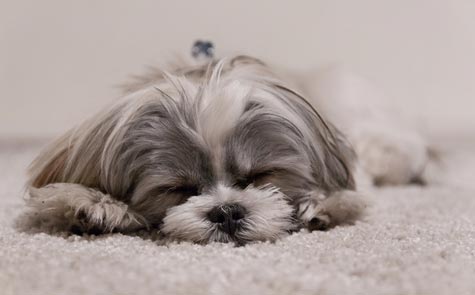 L'espérance de vie du Shih Tzu