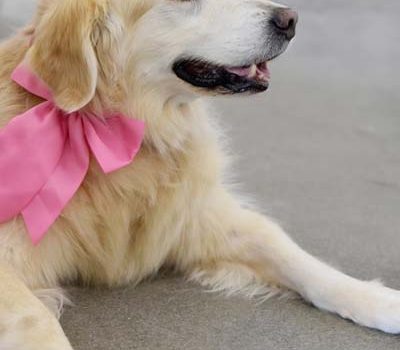 golden retriever femelle